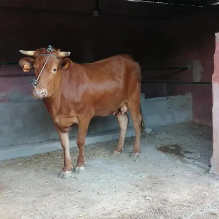 Casa Roque Hébergement de vacances Telde