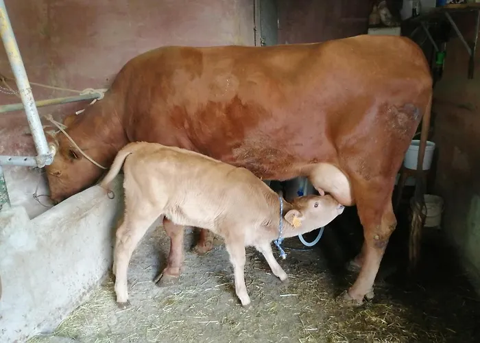 Casa Roque Prázdninový dům